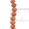 7-Mukhi-Rudraksha-Mala-Indonesian-Scale