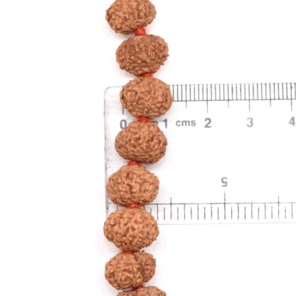 7-Mukhi-Rudraksha-Mala-Indonesian-Scale