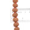 8-Mukhi-Rudraksha-Mala-Indonesian-Scale