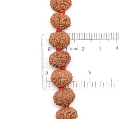 8-Mukhi-Rudraksha-Mala-Indonesian-Scale