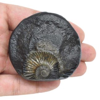 129gms-Sudershan-Shaligram