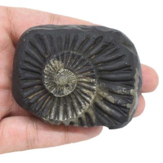 162gms-Sudershan-Shaligram