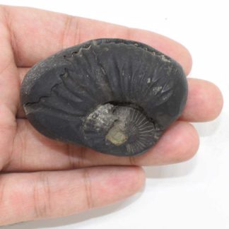 89gms-Sudershan-Shaligram