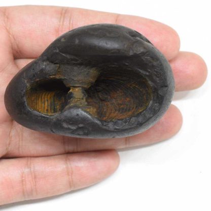 144gms-Rama-Shaligram