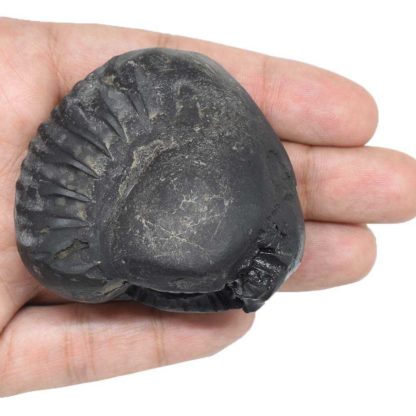 147gms-Matsya-Shaligram-Back