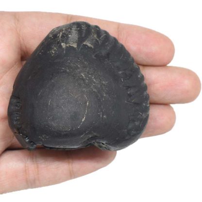 147gms-Matsya-Shaligram-Top