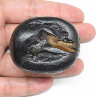 156gms-Rama-Shaligram