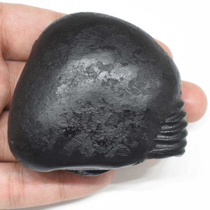 158gms-Laxmi-Ganesha-Shaligram-Back