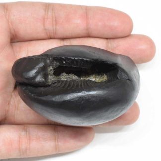 179gms-Laxmi-Ganesha-Shaligram