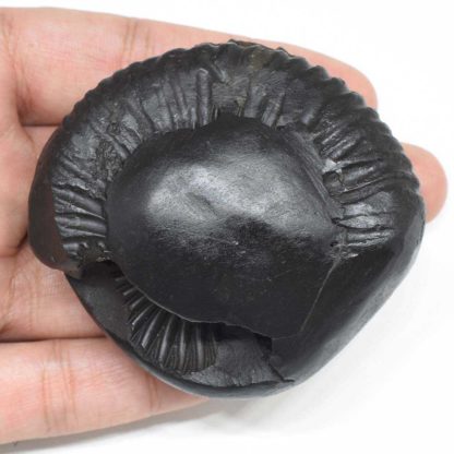 179gms-Laxmi-Ganesha-Shaligram-Top