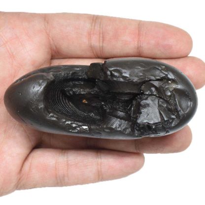 189gms-Matsya-Shaligram