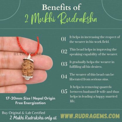 2-Mukhi-Rudraksha-Nepal-Benefits