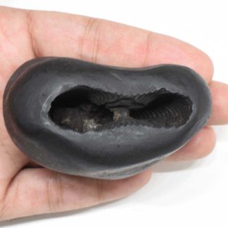 208gms-Kamdhenu-Shaligram