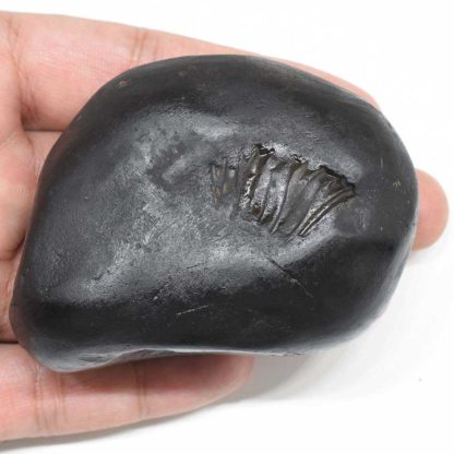 228gms-Rama-Shaligram-Top