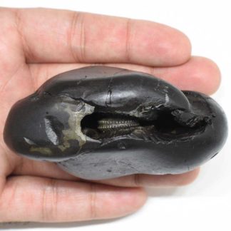 Kamdhenu Shaligram