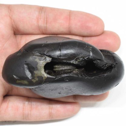 237gms-Kamdhenu-Shaligram