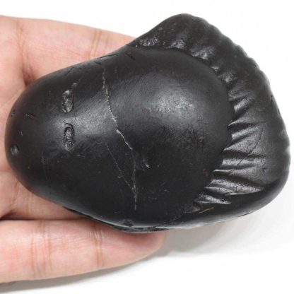 237gms-Kamdhenu-Shaligram-Back