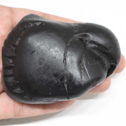 237gms-Kamdhenu-Shaligram-Top