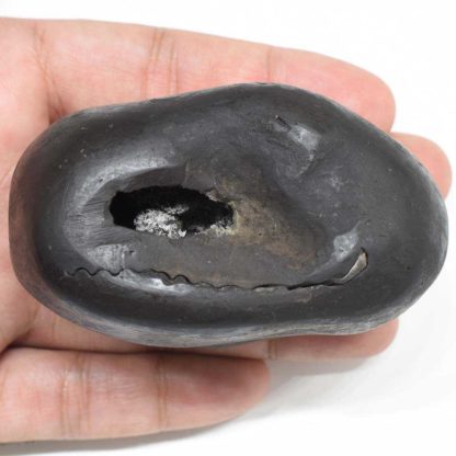 264gms-Damodar-Shaligram