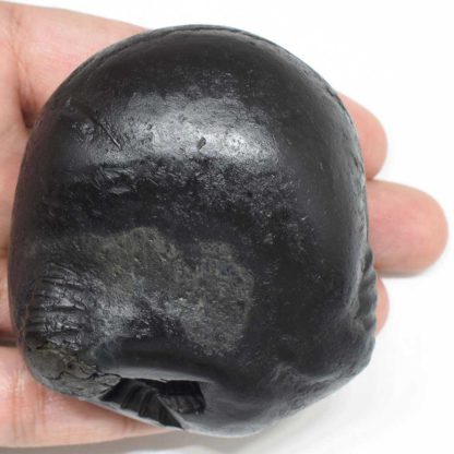 280gms-Kurma-Shaligram-Top