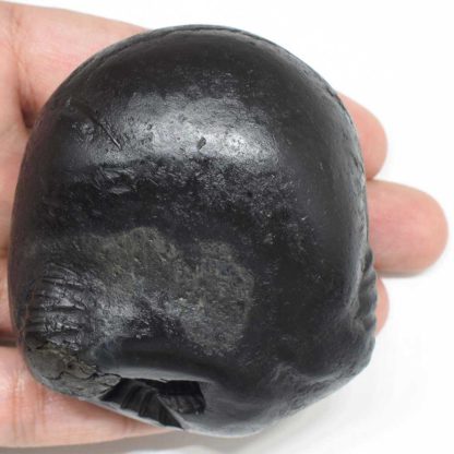 280gms-Kurma-Shaligram-Top