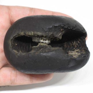 Parshurama Shaligram