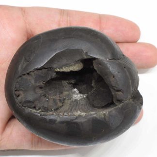 308gms-Damodar-Shaligram