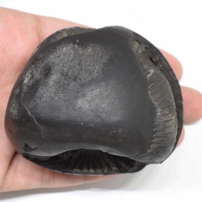 308gms-Damodar-Shaligram-Top