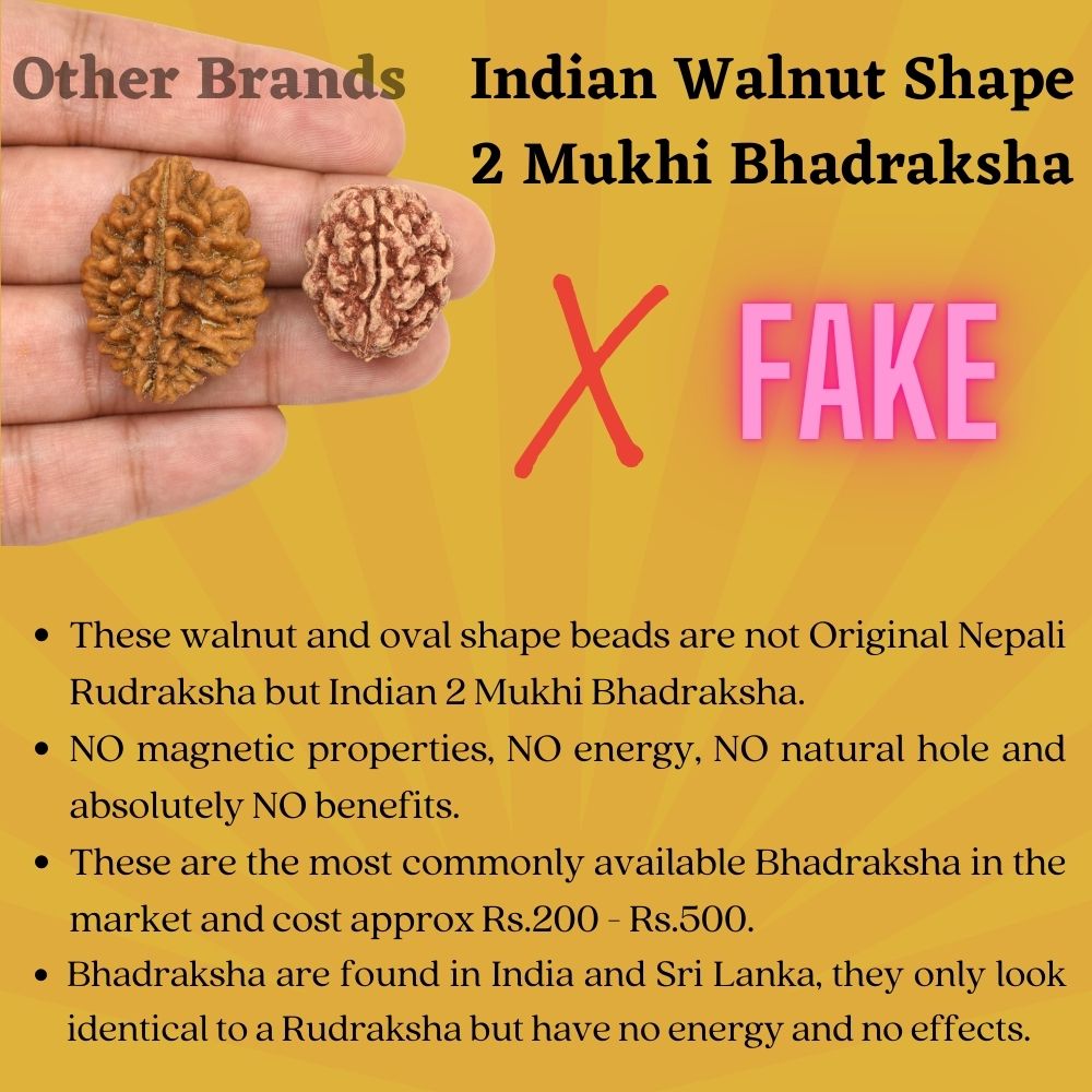 Two Mukhi Bhadraksha