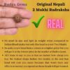 Nepali-2-Mukhi-Rudraksha