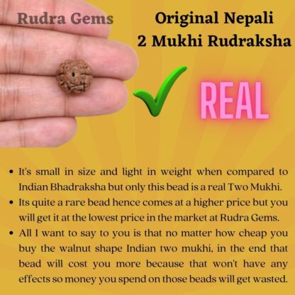 Nepali-2-Mukhi-Rudraksha