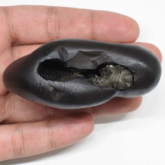 151gms-Kamdhenu-Shaligram