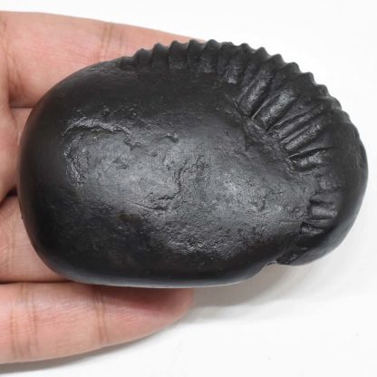 170gms-Surya-Narayan-Shaligram-Back