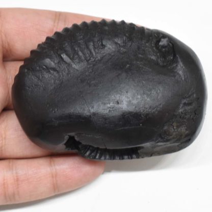 170gms-Surya-Narayan-Shaligram-Top