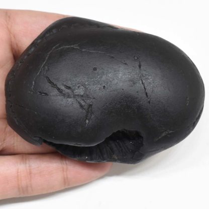 219gms-Kamal-Narayan-Shaligram-Back