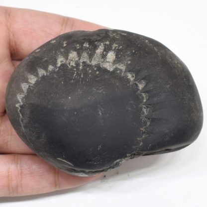 223gms-Tripura-Sundari-Shaligram-Back