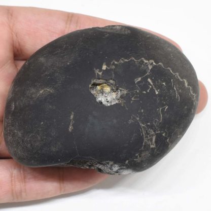 223gms-Tripura-Sundari-Shaligram-Top