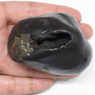 309gms-Dhanvantari -Shaligram