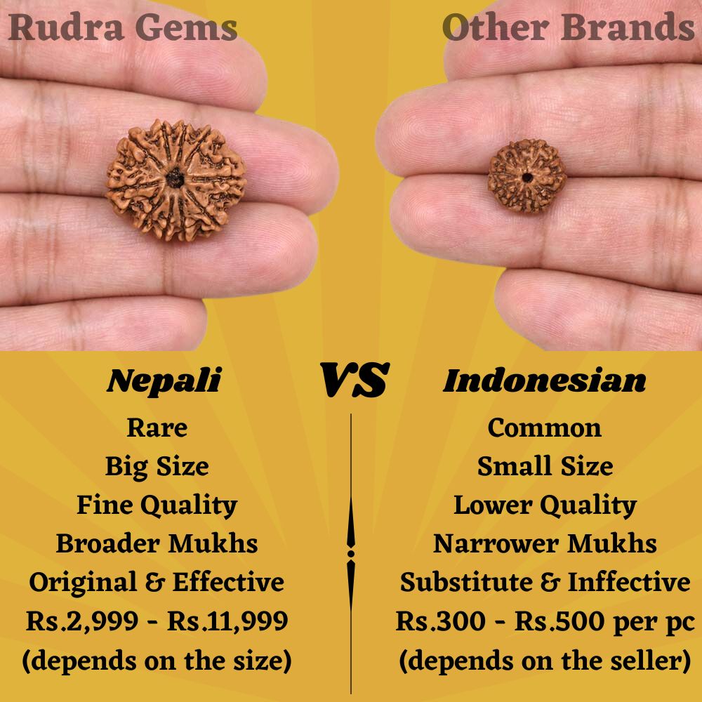 10 Mukhi Rudraksha Comparison