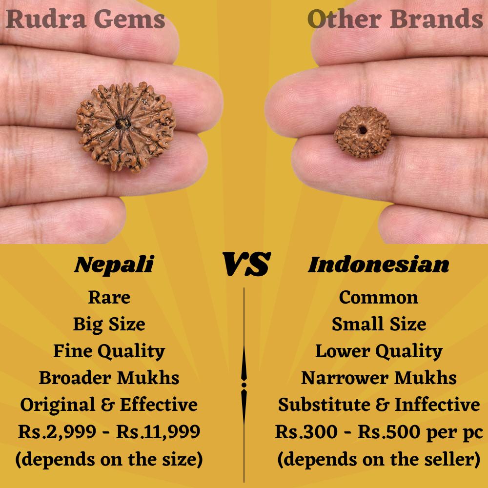 11 Mukhi Rudraksha Comparison