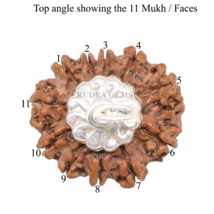 11-Mukhi-Rudraksha-Nepal-Silver-Pendant-Top11-Mukhi-Rudraksha-Nepal-Silver-Pendant-Top
