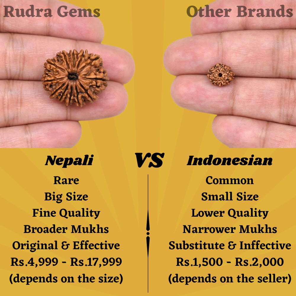 12 Mukhi Rudraksha Comparison