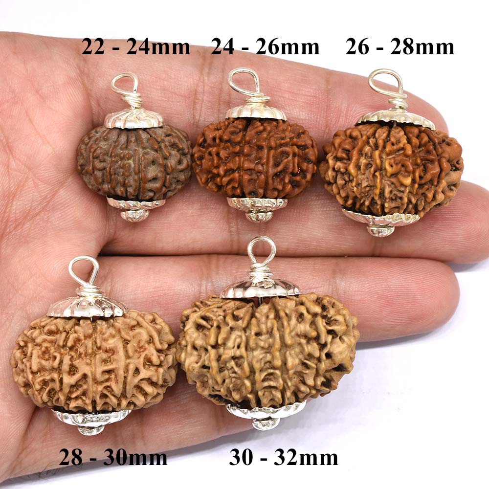 12-Mukhi-Rudraksha-Nepal-Size-Comparison-Hand