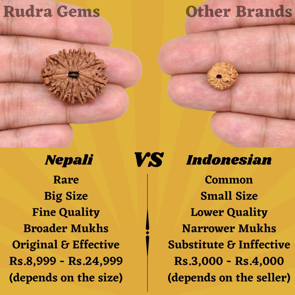 13 Mukhi Rudraksha Comparison