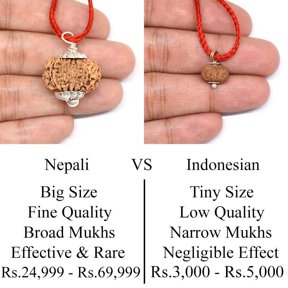 14 Mukhi Rudraksha Nepal Java Comparison