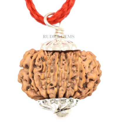 14-Mukhi-Rudraksha-Nepal-Pendant