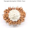 14-Mukhi-Rudraksha-Nepal-Pendant-Top