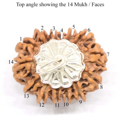 14-Mukhi-Rudraksha-Nepal-Pendant-Top