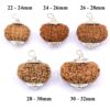 14-Mukhi-Rudraksha-Nepal-Size-Comparison