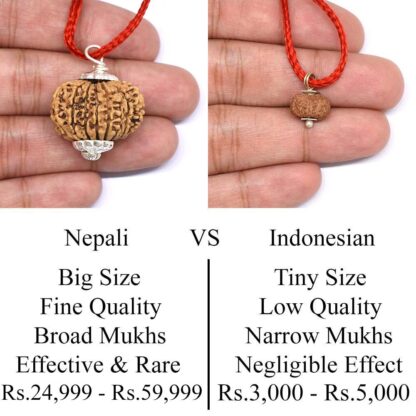 15-Mukhi-Rudraksha-Nepal-Java-Comparison